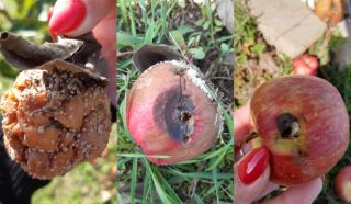 TO DO LIST v ovocnej záhrade na prelom mesiacov September/Október : V týchto mesiacoch pomaly začíname pôdu ukladať do...