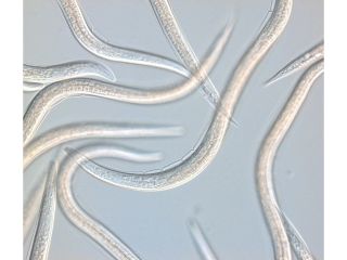 CAPSANEM Steinernema carpocapsae - Proti medvedíkom a tipuliam - Po aplikácii hlístice aktívne vyhľadávajú korisť a...